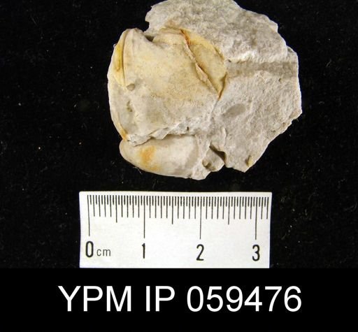 Meristella lentiformis