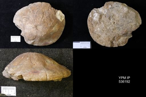 Clypeaster sp.