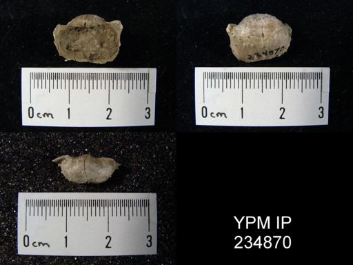 Marginifera fragilis