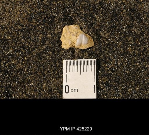 Chonetina verneuiliana