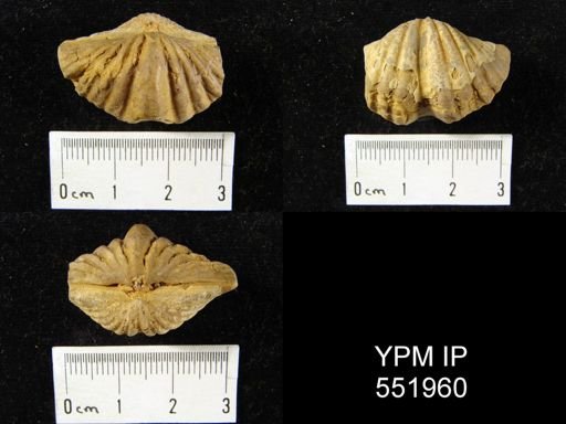 undet. Delthyridoidea