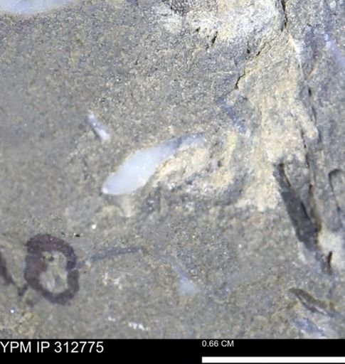 undet. Bivalvia