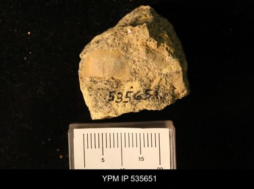 Billingsella coloradoensis