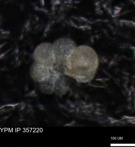 undet. Foraminiferida