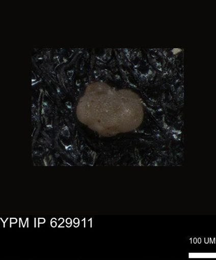 undet. Foraminiferida