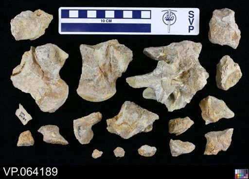 undet. Mosasauridae