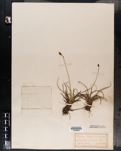 Carex
