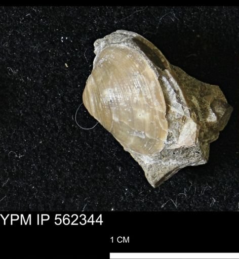 Limopsis striatopunctatus