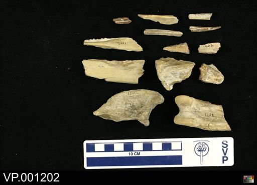 Hesperornis regalis