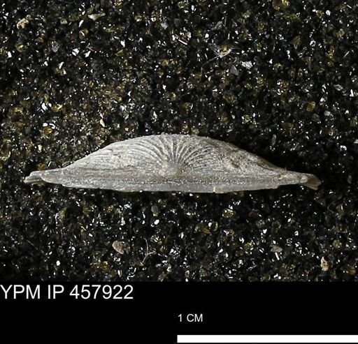 Strophodonta sp.