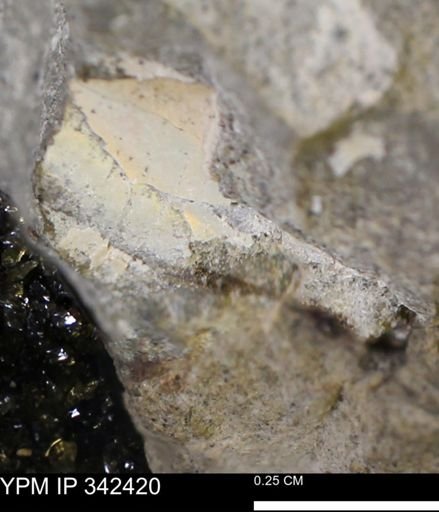 undet. Ammonoidea
