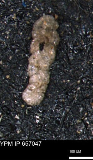 Ammobaculoides whitneyi