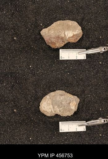 undet. Scaphitidae
