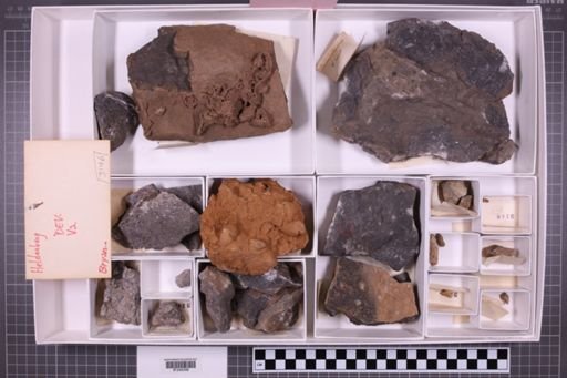 mixed taxa, stratigraphic collection
