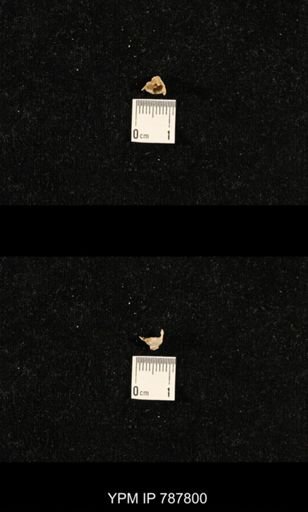 undet. Brachiopoda