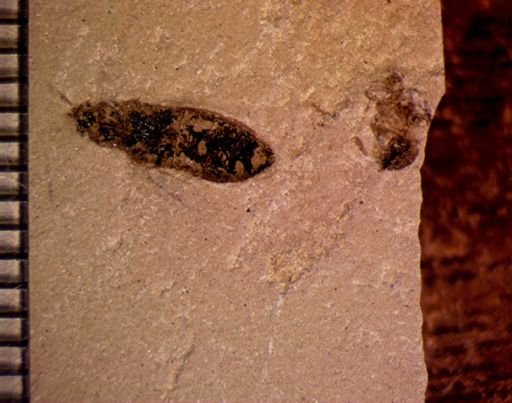 undet. Coleoptera