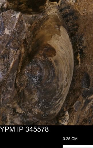 undet. Bivalvia
