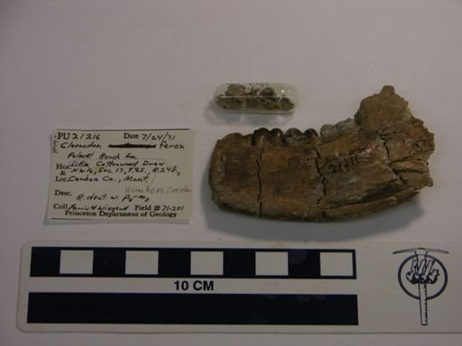 Claenodon ferox
