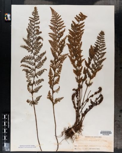 Cheilanthes tomentosa