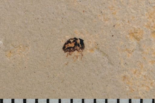 Curculionidae?