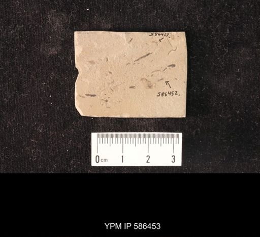 undet. Hymenoptera