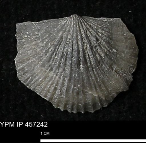 Stropheodonta erratica fissicosta