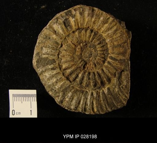 Arietites conybeari