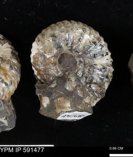 Hoploscaphites