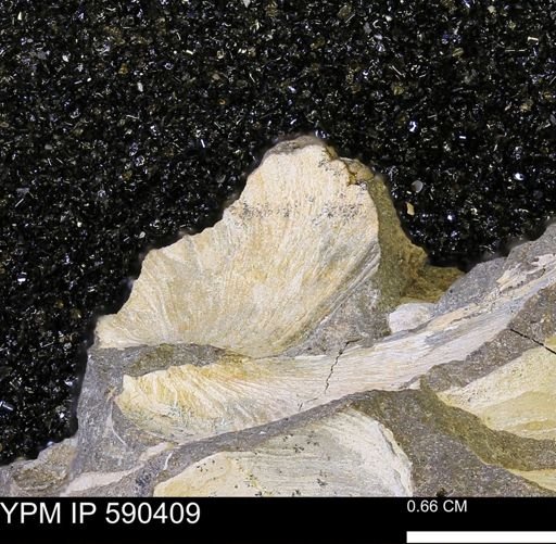 Protocardia?