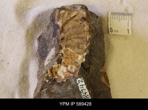 undet. Scaphitidae