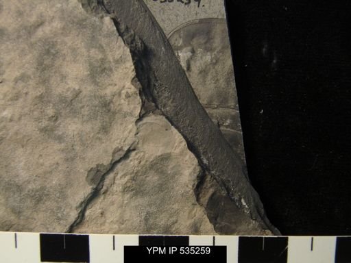 undet. Eurypterida