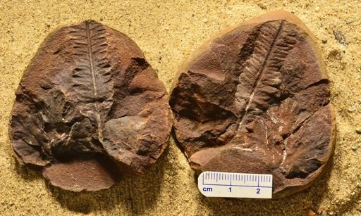 Aphlebia