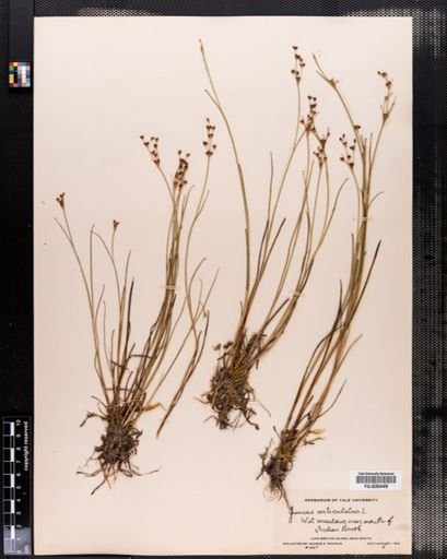 Juncus articulatus