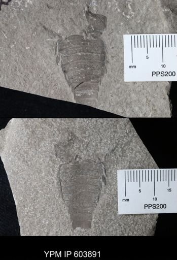 undet. Eurypterida