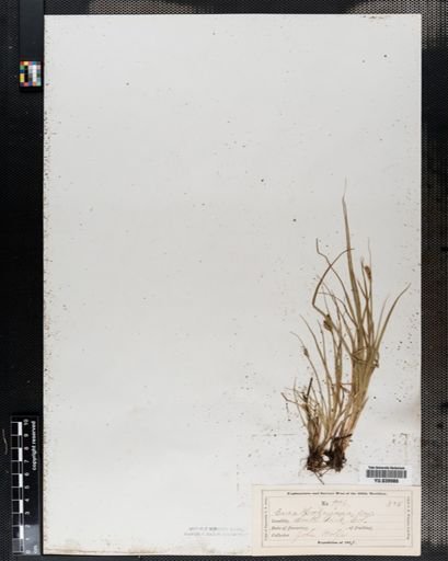 Carex