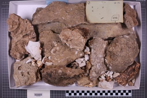 mixed taxa, stratigraphic collection