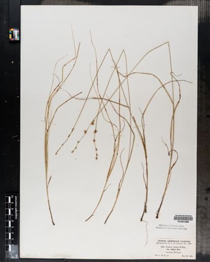 Carex radiata