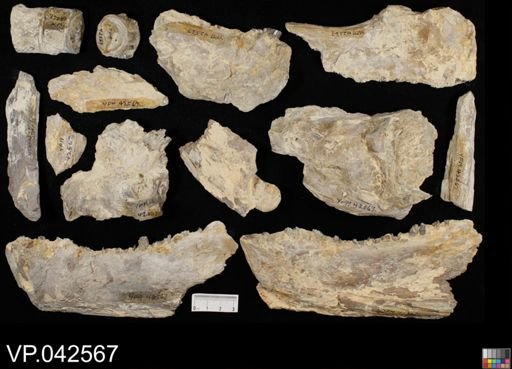 Xiphactinus audax