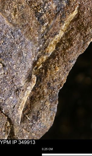 undet. Mollusca