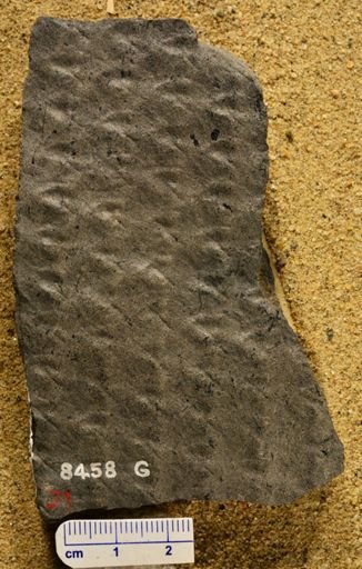 Bergeria quadrata