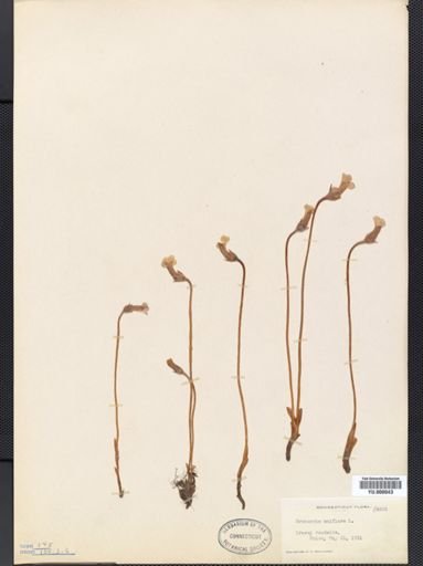 Orobanche uniflora