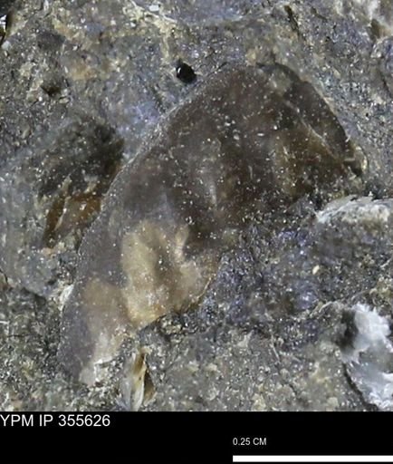 undet. Scaphitidae