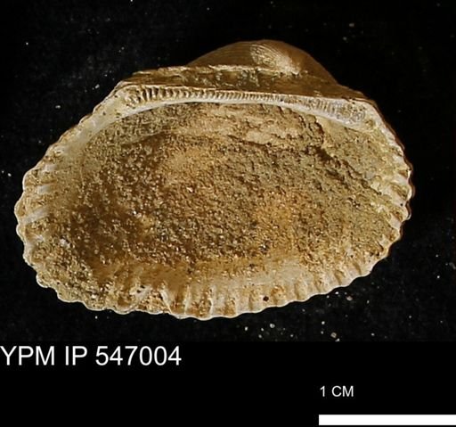 Scapharca transversa