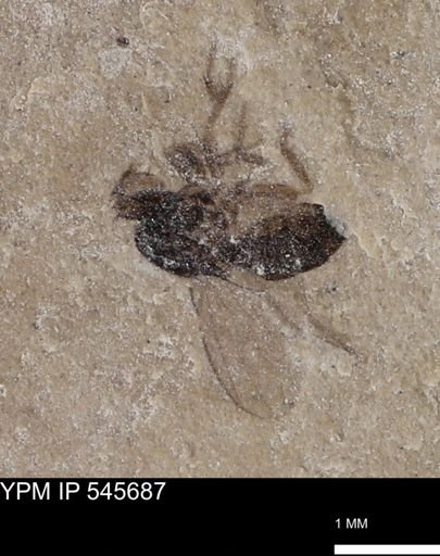 undet. Diptera
