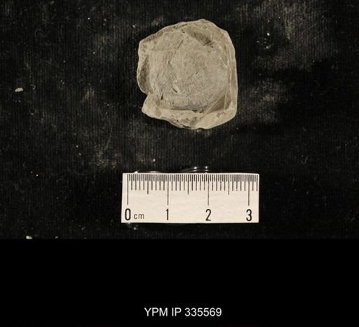 Linoproductus sp.