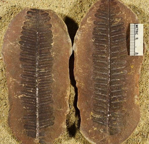 Pecopteris