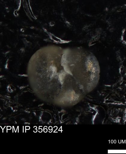 undet. Foraminiferida