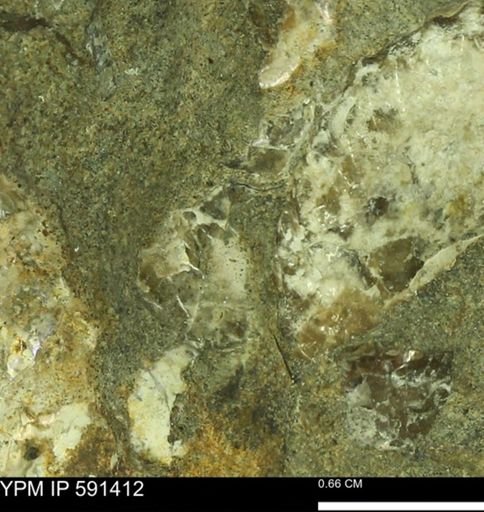 undet. Scaphitidae