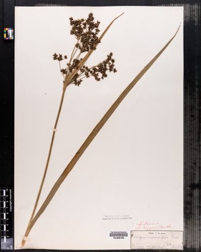 Scirpus microcarpus