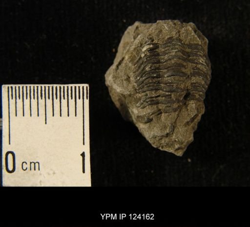 Phacops rana